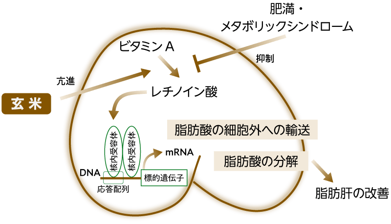 玄米の非アルコール性脂肪肝改善作用